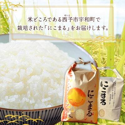 <令和7年産 西予市宇和町産 にこまる 約2kg> お米 コメ 白米 精米