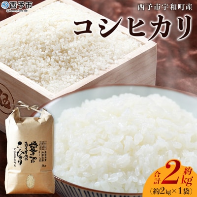 <令和7年産 西予市宇和町産 コシヒカリ 約2kg> お米 コメ こめ 白米 精米