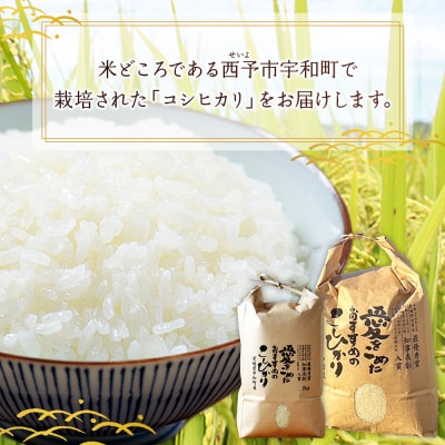 <令和7年産 西予市宇和町産 コシヒカリ 約2kg> お米 コメ こめ 白米 精米