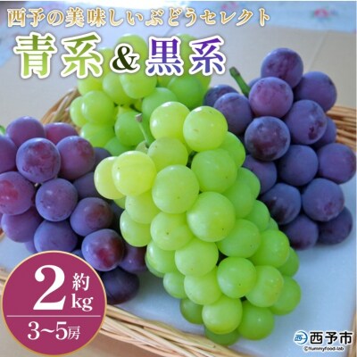 <西予の美味しいぶどう セレクトセット/青系&黒系 約2kg> 果物 くだもの フルーツ ぶどう