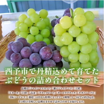 <西予の美味しいぶどう セレクトセット/青系&黒系 約2kg> 果物 くだもの フルーツ ぶどう