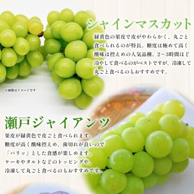 <西予の美味しいぶどう セレクトセット/青系&黒系 約2kg> 果物 くだもの フルーツ ぶどう