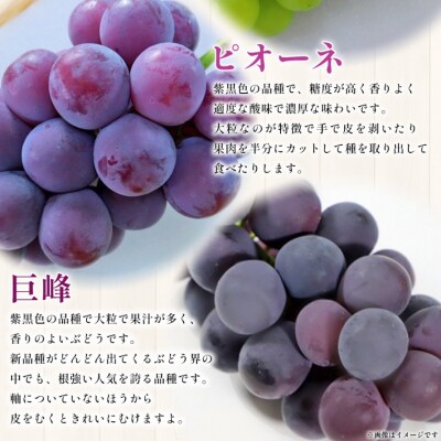 <西予の美味しいぶどう セレクトセット/青系&黒系 約2kg> 果物 くだもの フルーツ ぶどう