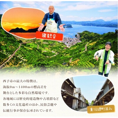 <西予の美味しいぶどう  約2kg> 果物 くだもの フルーツ ぶどう