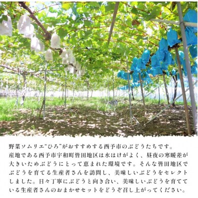 <西予の美味しいぶどう  約2kg> 果物 くだもの フルーツ ぶどう