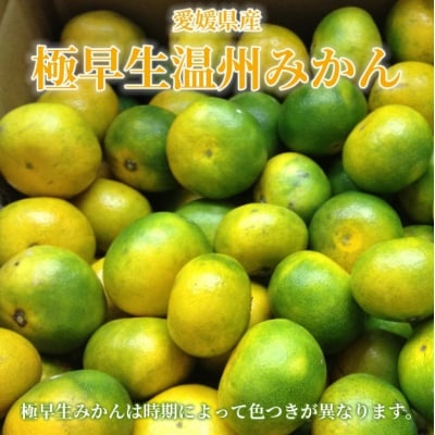 <愛媛産 秀品 極早生みかん(SまたはMサイズ)約10kg>　 蜜柑 ミカン みかん 温州みかん