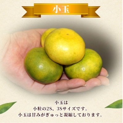 <愛媛産 小玉 極早生みかん(2S～3Sサイズ混合)約10kg 蜜柑 ミカン みかん 温州みかん