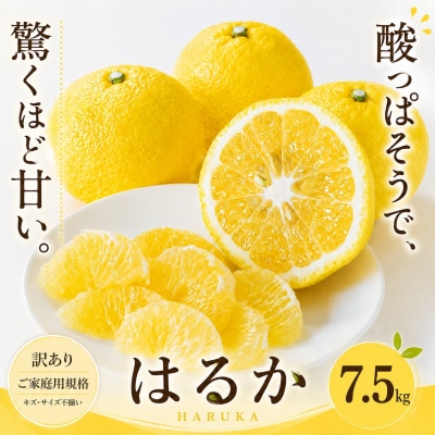  <訳あり 愛媛県産はるか 合計約7.5kg>上品な甘さ 甘い あまい 果汁 家庭用
