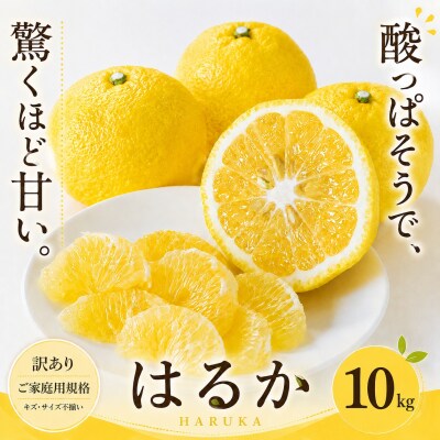 <訳あり 愛媛県産はるか 合計約10kg>上品な甘さ 甘い あまい 果汁 家庭用
