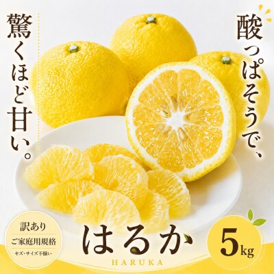  <訳あり 愛媛県産はるか 合計約5kg>上品な甘さ 甘い あまい 果汁 家庭用