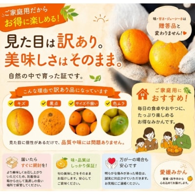 <訳あり 愛媛県産はるみ 合計約2.5kg>甘い ご家庭用 果汁 果物 愛媛
