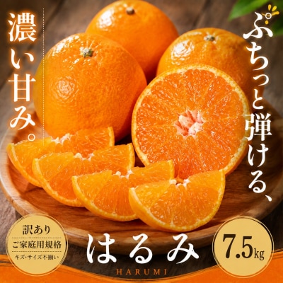 <訳あり 愛媛県産はるみ 合計約7.5kg>甘い ご家庭用 果汁 果物 愛媛