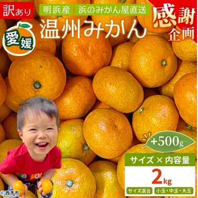 【感謝企画】+500g<訳あり 温州みかん 約2kg> 家庭用 小玉 中玉 大玉 明浜産 果物 
