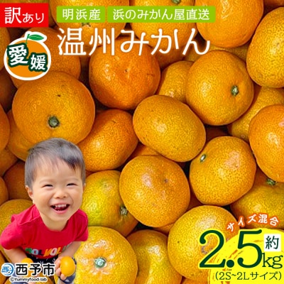 <訳あり 温州みかん 約2.5kg> 家庭用 小玉 中玉 大玉 明浜産 果物 