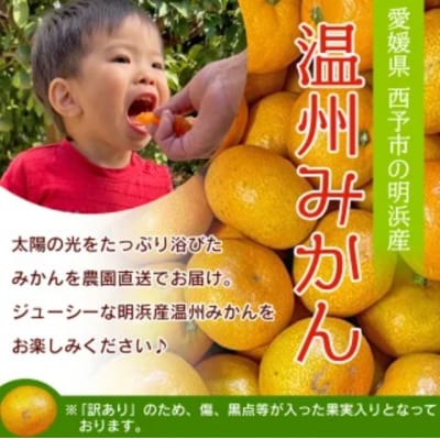 【感謝企画】+500g<訳あり 温州みかん 約2kg> 家庭用 小玉 中玉 大玉 明浜産 果物 