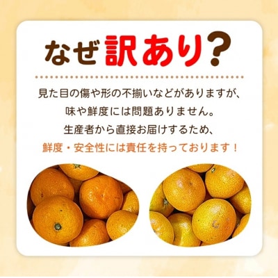 【感謝企画】+500g fululy直送 温州みかん 訳あり 約2kg ワケアリ サイズ混合家庭用 