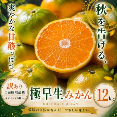 <訳あり 愛媛県産極早生みかん 合計約12kg>ご家庭用 果汁 果物 人気柑橘 愛媛県