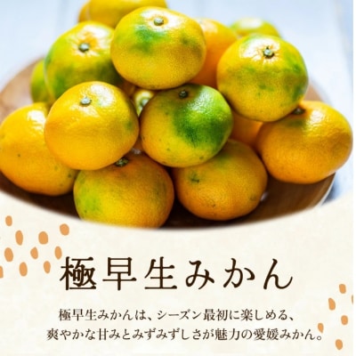 <訳あり 愛媛県産極早生みかん 合計約12kg>ご家庭用 果汁 果物 人気柑橘 愛媛県