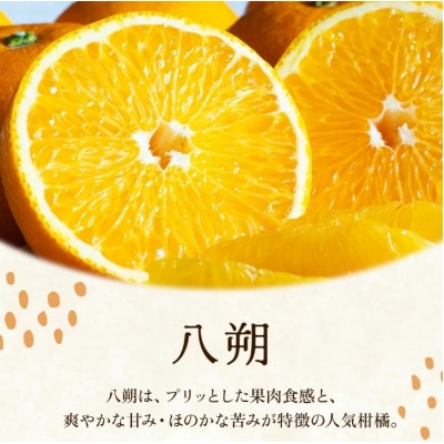  <訳あり 愛媛県産八朔 合計約10kg>果汁 果物 はっさく人気柑橘 特産品 愛媛