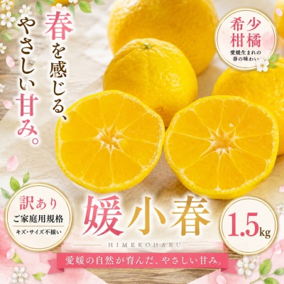 <訳あり 愛媛県産媛小春 合計約1.5kg>ひめこはる 希少種ご家庭用 果汁 果物 くだもの