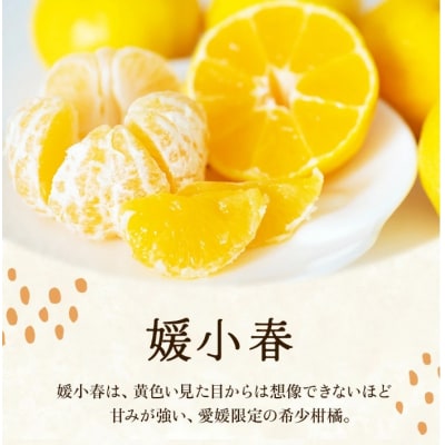  <訳あり 愛媛県産媛小春 合計約6kg>ひめこはる 希少種ご家庭用 果汁 果物 くだもの