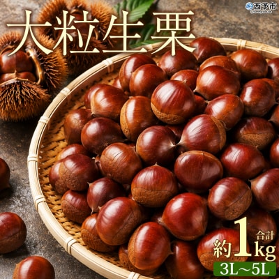 <大粒生栗 約3～5Lサイズ>『9月上旬から順次出荷予定』  生栗 くり 大きい