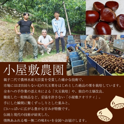 <大粒生栗 約3～5Lサイズ>『9月上旬から順次出荷予定』  生栗 くり 大きい