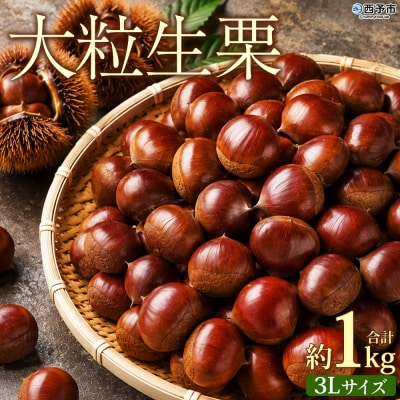 <大粒生栗 約1kg 3Lサイズ>『9月上旬から順次出荷予定』  生栗 くり 三大産地 愛媛 大きい