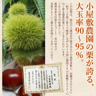 <大粒生栗 約1kg 3Lサイズ>『9月上旬から順次出荷予定』  生栗 くり 三大産地 愛媛 大きい