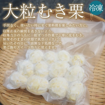 <大粒生栗 約280g×2袋>『9月中旬から順次出荷予定』三大産地 生栗 くり おおつぶ