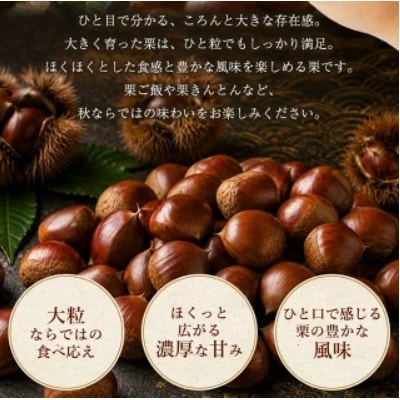 <大粒生栗&むき栗 合計約2.34kg>『9月上旬から順次出荷予定』 和栗 生栗