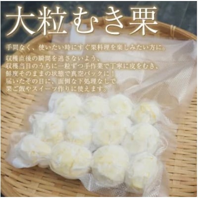 <大粒生栗&むき栗 合計約2.34kg>『9月上旬から順次出荷予定』 和栗 生栗