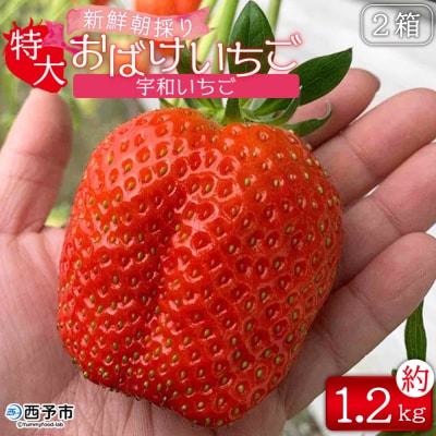 [農家厳選 新鮮朝採り 宇和いちご 特大サイズ おばけいちご2箱(約1.2kg)]いちご 苺
