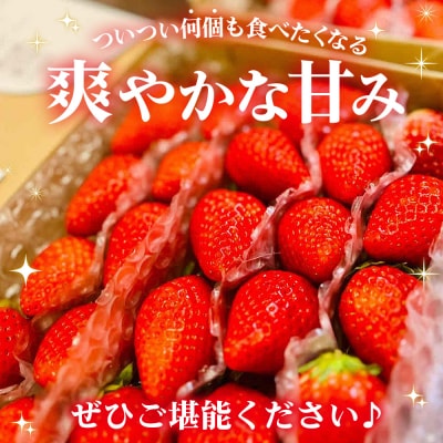 <農家厳選 新鮮朝採り 宇和いちご 特大サイズ おばけいちご2箱(約1.2kg)>いちご　苺