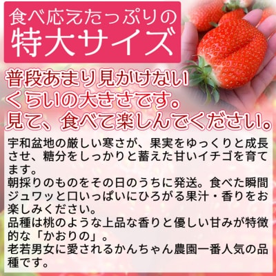 <農家厳選 新鮮朝採り 宇和いちご 特大サイズ おばけいちご6箱(約1.8kg)>いちご　苺