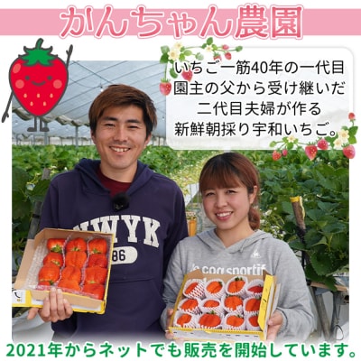 <農家厳選 新鮮朝採り 宇和いちご 特大サイズ おばけいちご6箱(約1.8kg)>いちご　苺