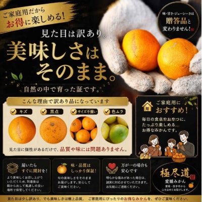 <秋一番果 愛媛県産極早生みかん 合計約kg>訳あり ごくわせ ミカン 蜜柑 食感 甘い