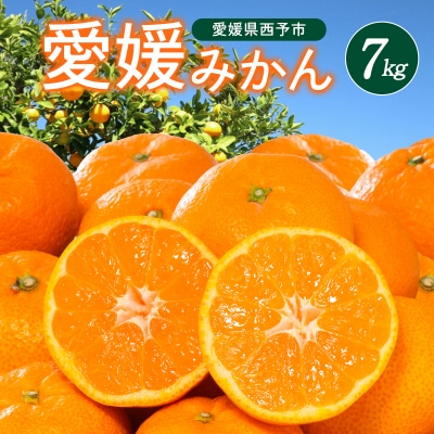 <西宇和地区西予産 愛媛みかん 約7kg>温州みかん ミカン 蜜柑