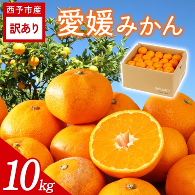 <訳あり 愛媛みかん 約10kg> ご家庭用 ご自宅 蜜柑愛媛県産 ミヤモトオレンジガーデン