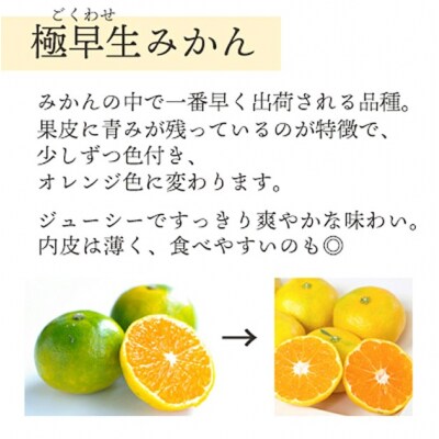 <訳あり 西予市産 極早生みかん 小玉 約6kg> 『2026年10月以降順次出荷予定』愛媛県