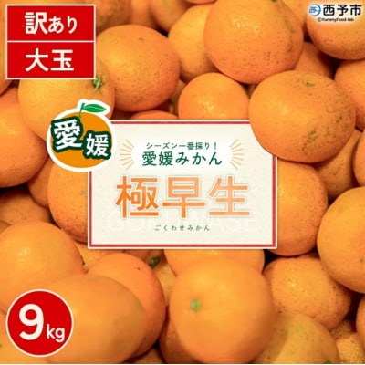 [訳あり 西予市産 極早生みかん 大玉 約9kg] 『2026年10月以降順次出荷予定』愛媛県