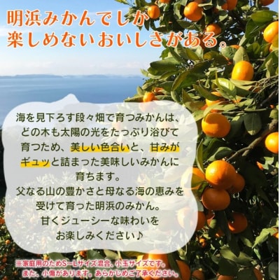 定期便3回 笑丸みかん(温州みかん)約2kg 笑丸 愛媛県