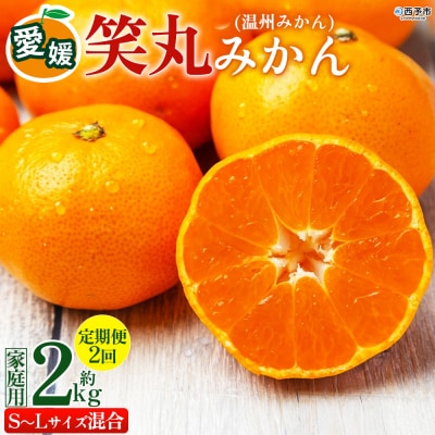 定期便2回 笑丸みかん(温州みかん)約2kg 笑丸 愛媛県