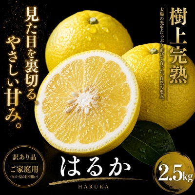 <上品な甘さ 愛媛県産はるか 合計約2.5kg>蜜柑 希少 ご家庭用 果汁