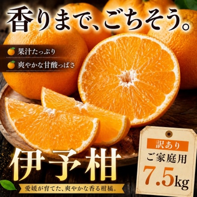 <香り立つ果実 愛媛県産伊予柑 合計約7.5kg>ミカン 蜜柑 ご家庭用