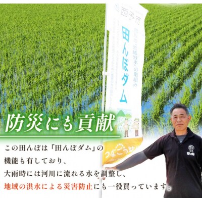 <令和8年産 愛媛県西予市産 ひめの凜 田んぼダム米 約10kg>