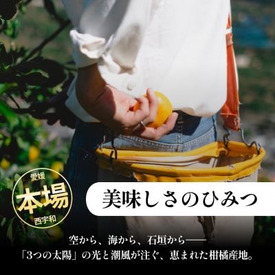 <八朔(訳あり)合計約3kg>　訳アリ わけあり はっさく ほのかな苦み 酸味 蜜柑 ミカン 果汁 