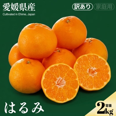 <はるみ(訳あり)合計約2kg>　訳アリ わけあり　プチプチ食感 ジューシー 蜜柑 ミカン 果汁