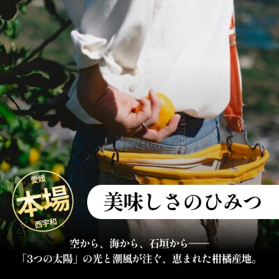 <グリーンレモン 合計約2kg> NOT FARM 愛媛県 西予市