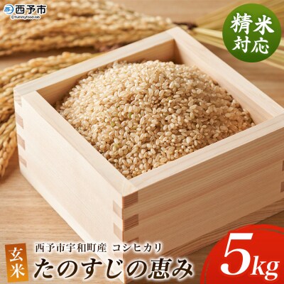 新米 <令和8年産 コシヒカリ「たのすじの恵み」玄米 5kg (精米対応済み)西予市宇和町産>